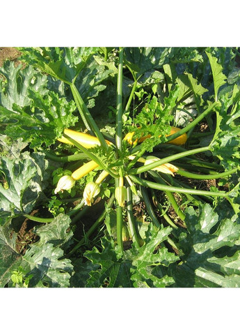 Семена кабачка Голден Глори F1 Syngenta (331900619)