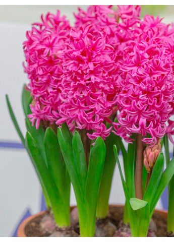 Гіацинт Johanna (1 шт. в упаковці) No Brand (364535878)