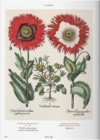 Книга Basilius Besler. Флоридиум. Book of Plants (9783836557870) Taschen (364654500)