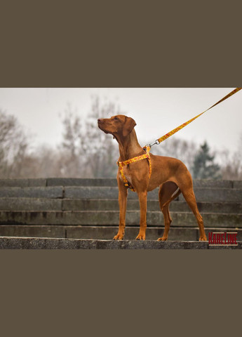 Шлей из нейлона с узором "MONEY" и пластиковой пряжкой 25 мм А:500-680 мм, В:500-720 мм Kareline (339074895)