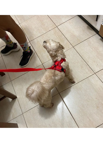 Шлейка та повідець для собак і кішок No Brand (362136173)