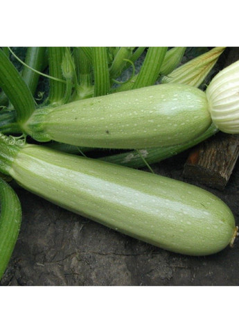 Семена кабачка Асма F1 Clause (333036091)
