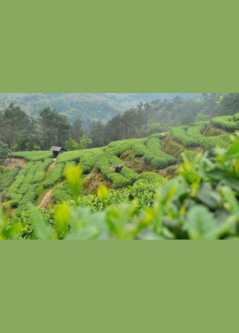 Бай Мудань - 50 г No Brand (305195992)