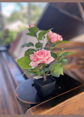 Троянда рожева штучний кущ в горщику 29 см HVOYA (328606281)