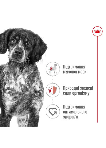 Сухий корм MEDIUM ADULT для дорослих собак середніх порід 3.2 кг + 800 г у подарунок Royal Canin (368822079)