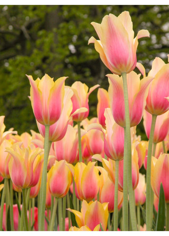 Тюльпан Blushing Lady (2 шт.) в упаковке) No Brand (364535221)