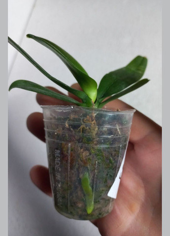 Орхидея подросток, фаленопсис Phal 5041 ароматная бабочка, желтая ODA (315635037)