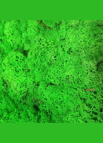 Стабілізований мох ягель Зелений трав'яний світлий 0,5 кг Nordic moss (276401031)