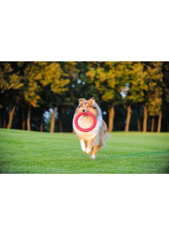 Кольцо для апартовки PitchDog диаметр 17 см (4823089302393) Collar (354700797)