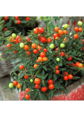 Насіння Паслін несправжньоперечний Legutko (333339597)