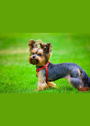 Шлея з нейлону з візерунком "HEARTS" та пластиковою пряжкою 10 мм А:240-300 мм, В:260-400 мм Kareline (339074970)