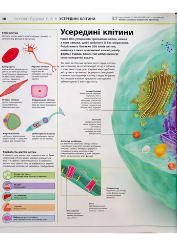 Энциклопедия знаний. Тело человека РАНОК (370052747)