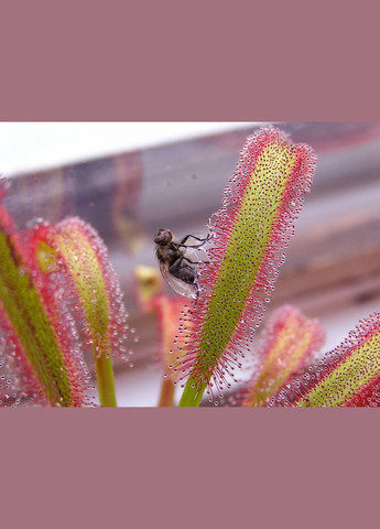 Семена Росянка капская 5 шт. ( ) Насіння країни (328607008)