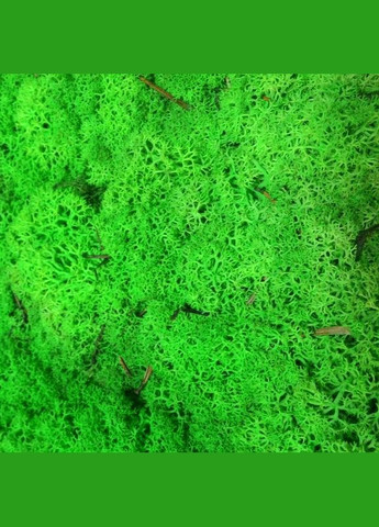 Стабілізований мох ягель Зелений трав'яний світлий 5 кг Nordic moss (276401079)