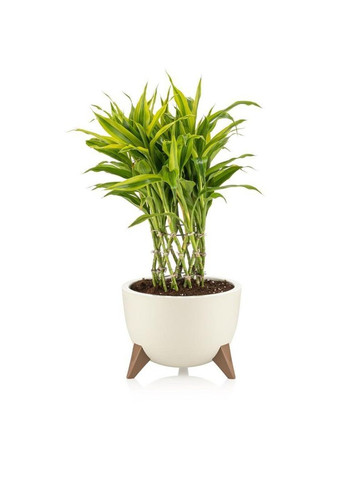 Квітковий горщик на ніжках 9.5 л Молочний Міса Рома ALY-603 Lamela (303209528)