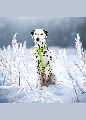 Шлея WAUDOG (343060410)