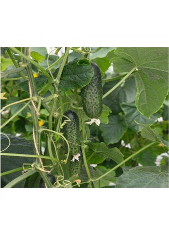 Насіння огірка Амарок F1 Bejo Zaden (333036029)