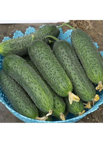 Насіння огірка Абсолют F1 (Absolut) Bejo Zaden (333036036)