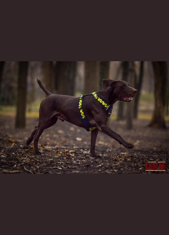 Шлея з нейлону з візерунком "WARNING", логотипом та пластиковою пряжкою 25 мм А:500-640 мм, В:660-900 мм Kareline (339075070)
