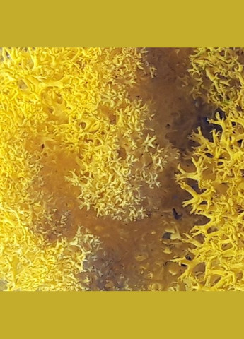 Стабілізований мох ягель Жовтий лимонний 3 кг Nordic moss (276401122)