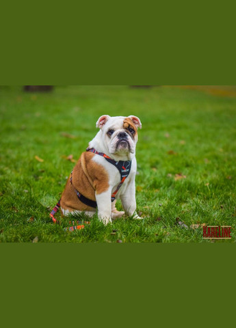 Поводок из нейлона с узором "LINE" 25 мм 1800 мм Kareline (339075002)