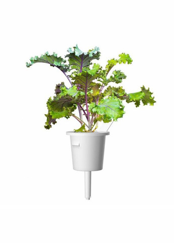 Сменный картридж Красная капуста 8752 Click and Grow (316626155)