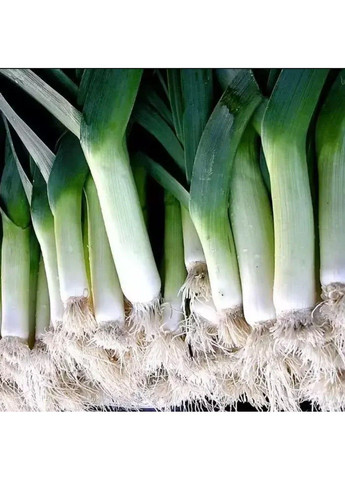 Семена лука порей Колумбус Bejo Zaden (333035996)
