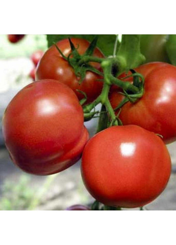 Семена томата Полфаст F1 Bejo Zaden (333035991)