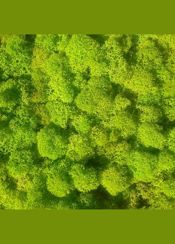 Очищений стабілізований мох ягель Зелений весняний 25 грам Nordic moss (276401161)