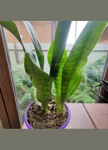 Сансевієрія або тещин язик щучий хвіст сукулент 30 см No Brand (322930383)