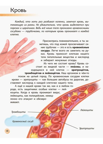 Человек и его тело No Brand (385861976)
