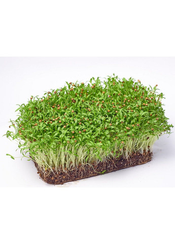 Семена микрозелени Green Chief Кинза-Кориандр ранняя Зелений Шеф (298051306)