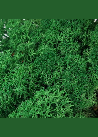 Стабілізований мох ягель Зелений трав'яний темний 3 кг Nordic moss (276401088)
