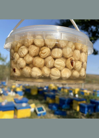 Фундук меда акации 0,5 л (600 грамм) МЕД ПОШТОЮ (322148993)