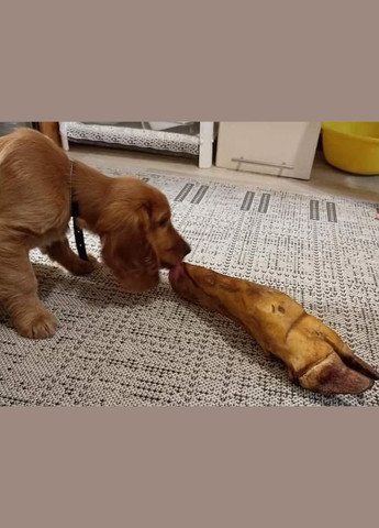 Натуральні ласощі для собак сушена нога бичка довга з житловою " " (Бетховен) 1 шт. Bethowen (328272415)