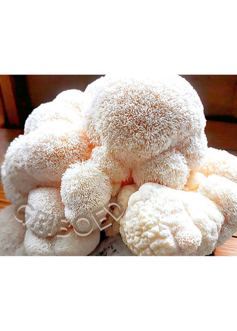 Гриб Їжовик гребінчастий (міцелій) — 150 грам. Висушений і перемелений. GRIBOED (370440579)