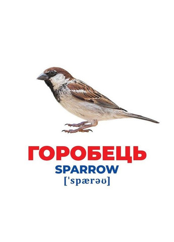 Набір розвиваючих карток Геній з пелюшок "Птахи України" Ранок 10107193У, 17 карток Ranok Creative (304404494)