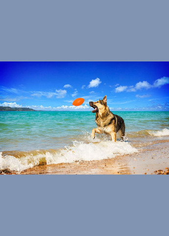 Ігровий м'яч для апортування д-9 см Жовтогарячий PitchDog (315599001)