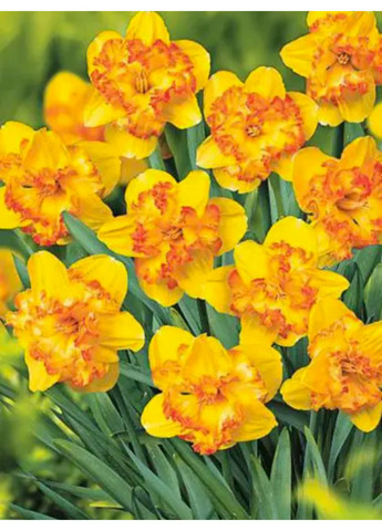 Нарцисс Blazing Starlet (2 шт.) в упаковке) No Brand (365250858)