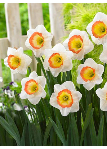 Нарцисс Night Cap (2 шт.) в упаковке) No Brand (365250820)