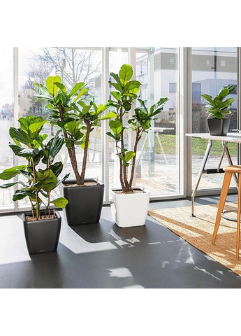 Кашпо Quadro Premium LS 50 Сіро-коричневий (16285) Lechuza (332613124)