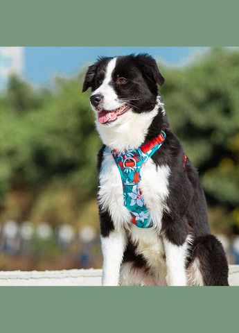 Шлея для собак Tropical, регулируемая светоотражающая нейлоновая шлея, Голубой S (43-56см) Truelove (299915400)