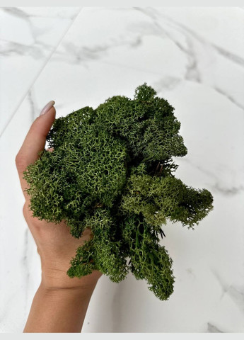 Стабилизированный норвежский мох ягель 100 грам DarkGreen 404 No Brand (302520153)