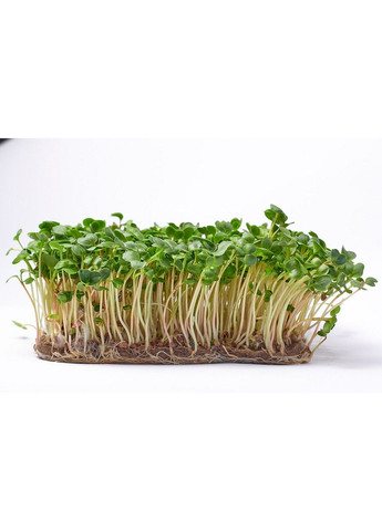 Семена микрозелени Green Chief Редька Толстяк Зелений Шеф (298051371)