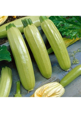 Семена кабачка Ангелина F1 Syngenta (331900644)