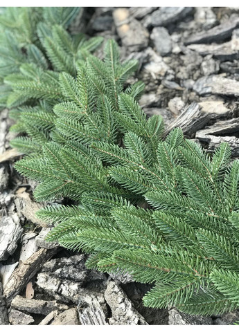 Гирлянда хвойная SGH Classic литая светло-зелёная 2 м HVOYA (372798546)