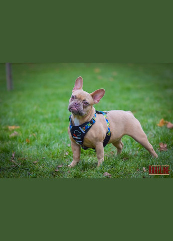 Шлей из нейлона с узором "CRAZY", логотипом и пластиковой пряжкой 20 мм А:420-520 мм, В:500-630 мм. Kareline (339075272)