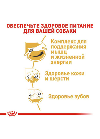 Сухой корм Jack Russell Terrier Adult для собак породы Джек-рассел-терьер 1.5 кг (3182550821414) Royal Canin (316226844)