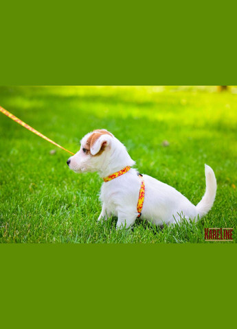 Комплект з нейлону з візерунком "MONEY" та пластиковою пряжкою 10 мм А: 300 мм, В: 330 мм 1800 мм Kareline (339075224)