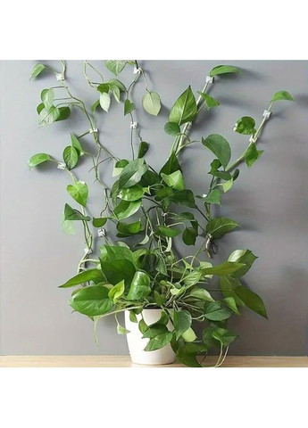 Клипсы для подвязки растений 20 шт настенные, поддержка для растений No Brand (370290275)